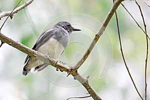 Oriental Magpie Robin while on a tree branch and observing