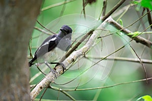 Oriental Magpie Robin while on a tree branch and observing