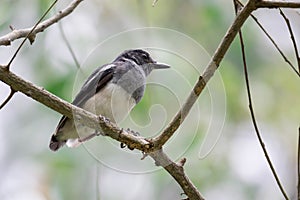 Oriental Magpie Robin while on a tree branch and observing