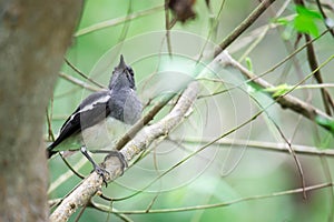 Oriental Magpie Robin while on a tree branch and observing