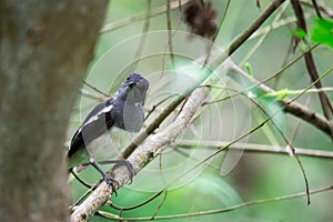 Oriental Magpie Robin while on a tree branch and observing