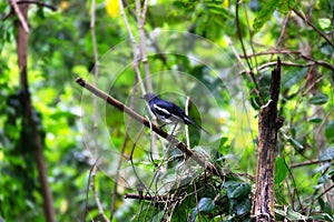Oriental Magpie-Robin among vines