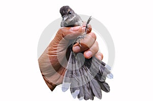 Oriental magpie robin was catched in hand