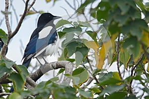 Oriental Magpie in Taiwan