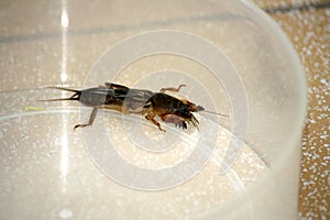 Oriental mole cricket (Gryllotalpa orientalis) trapped in a glass vessel : (pix Sanjiv Shukla)
