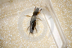 Oriental mole cricket (Gryllotalpa orientalis) trapped in a glass vessel : (pix Sanjiv Shukla)