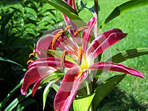 Oriental Montezum Lily