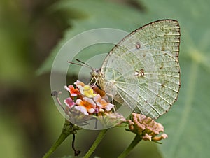 Oriental Mottled Emigrant Butterfly: Collecting nector from flowers photo