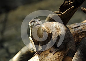 Oriental otter, Japan
