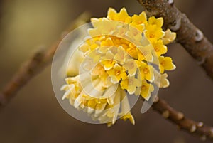 Flowers of Edgeworthia chrysantha photo