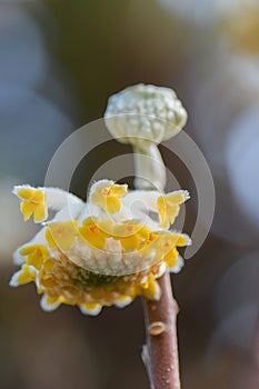 Oriental paperbush, Edgeworthia chrysantha Grandiflora, golden flower and bud