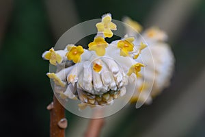 Oriental paperbush Edgeworthia chrysantha Nakai Grandiflora budding golden-yellow flowers