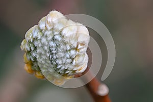 Oriental paperbush Edgeworthia chrysantha Nakai Grandiflora budding yellow flowers