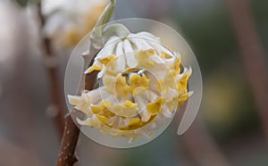 Oriental paperbush Edgeworthia chrysantha Nakai Grandiflora, drooping golden inflorescence