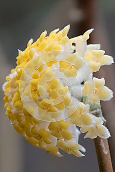 Oriental paperbush Edgeworthia chrysantha Nakai Grandiflora, golden inflorescence
