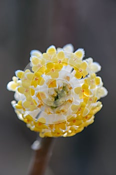 Oriental paperbush Edgeworthia chrysantha Nakai Grandiflora, yellow flowers