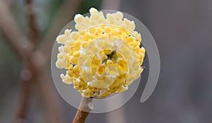 Oriental paperbush Edgeworthia chrysantha Nakai Grandiflora, yellow inflorescence