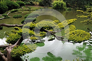 Oriental park with wunderful trees