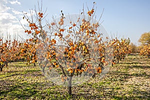 The Oriental persimmon Diospyros kaki fruits in late fall. Diospyros kaki, of the Persimon variety, ripe on a tree branch in a photo