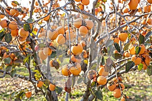 The Oriental persimmon Diospyros kaki fruits in late fall. Diospyros kaki, of the Persimon variety, ripe on a tree branch in a