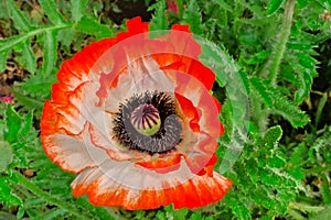 Oriental picotee poppy flower with white and red petals