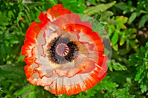 Oriental picotee poppy flower with white and red petals