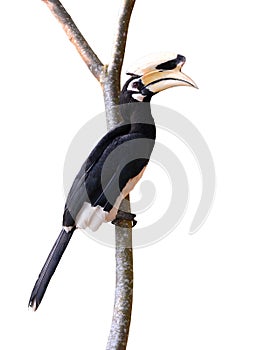 Oriental Pied Hornbil bird