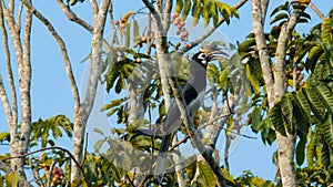 Oriental pied Hornbill