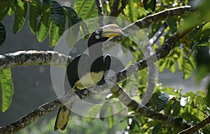 Oriental pied hornbill