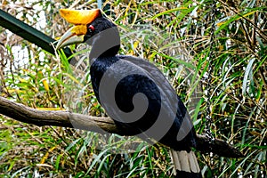 Oriental Pied Hornbill