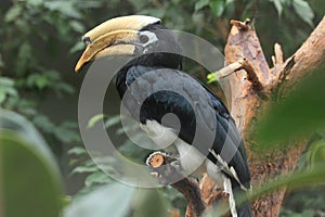 Oriental-pied hornbill