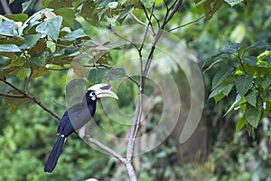 Oriental Pied Hornbill