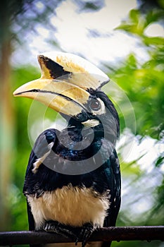 Oriental pied hornbill