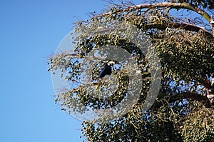 Oriental pied hornbill alight on a tree branch