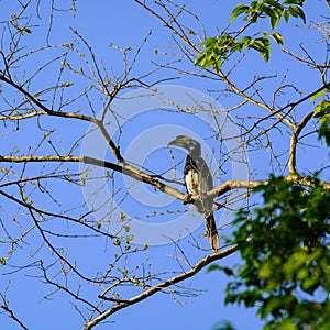 Oriental pied hornbill Anthracoceros albirostris