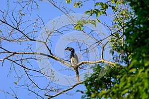 Oriental pied hornbill Anthracoceros albirostris