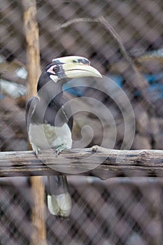 Oriental Pied Hornbill Anthracoceros albirostris