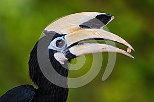 Oriental Pied-hornbill - Anthracoceros albirostris