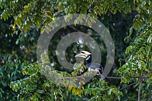 Oriental Pied-hornbill - Anthracoceros albirostris