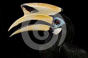 Oriental Pied-hornbill - Anthracoceros albirostris