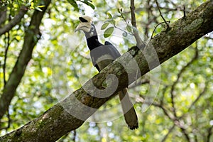 Oriental pied hornbill, Anthracoceros albirostris