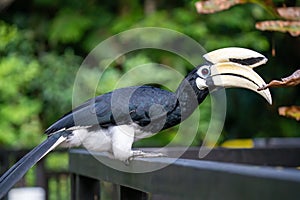 Oriental-Pied Hornbill (Anthracoceros albirostris)