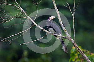 Oriental pied hornbill (Anthracoceros albirostris)