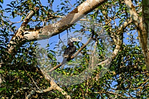 Oriental pied hornbill Anthracoceros albirostris