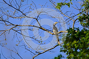 Oriental pied hornbill Anthracoceros albirostris