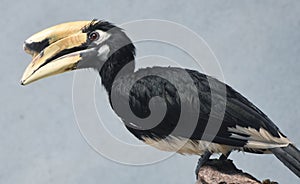 Oriental Pied Hornbill Anthracoceros albirostris