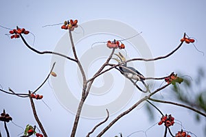 Oriental pied hornbill Anthracoceros albirostris at Kaeng Krachan National Park