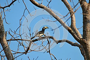 Oriental pied hornbill Anthracoceros albirostris in Kui Buri National Park, Thailand