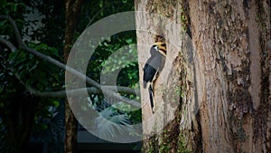 Oriental Pied-Hornbill - Anthracoceros albirostris large bird belonging to the Bucerotidae, nesting in the tree hole in Singapore