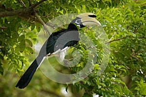 Oriental Pied-Hornbill - Anthracoceros albirostris large canopy-dwelling bird belonging to the Bucerotidae